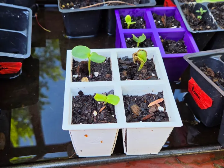 A 3D printed seed starter with plants and dirt.